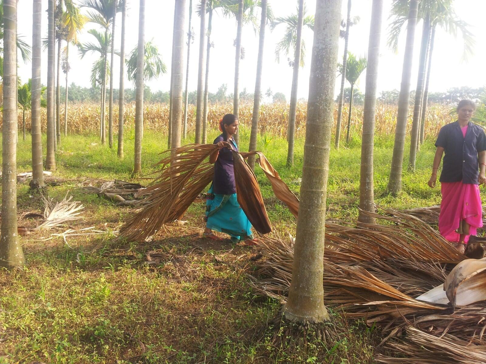 Did you know an areca palm plantation can have over 500 trees?