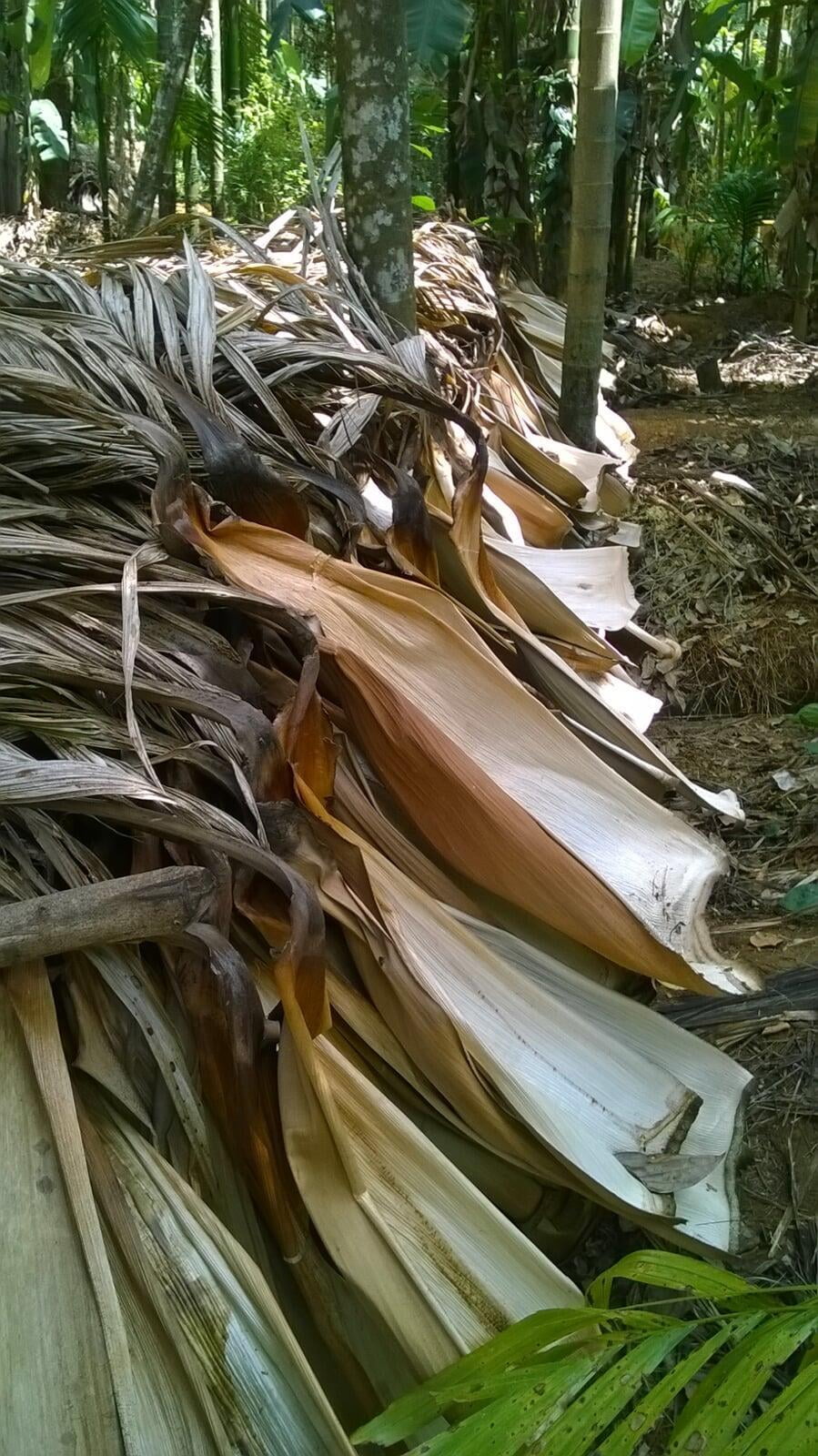 How are areca leaves cleaned before processing?