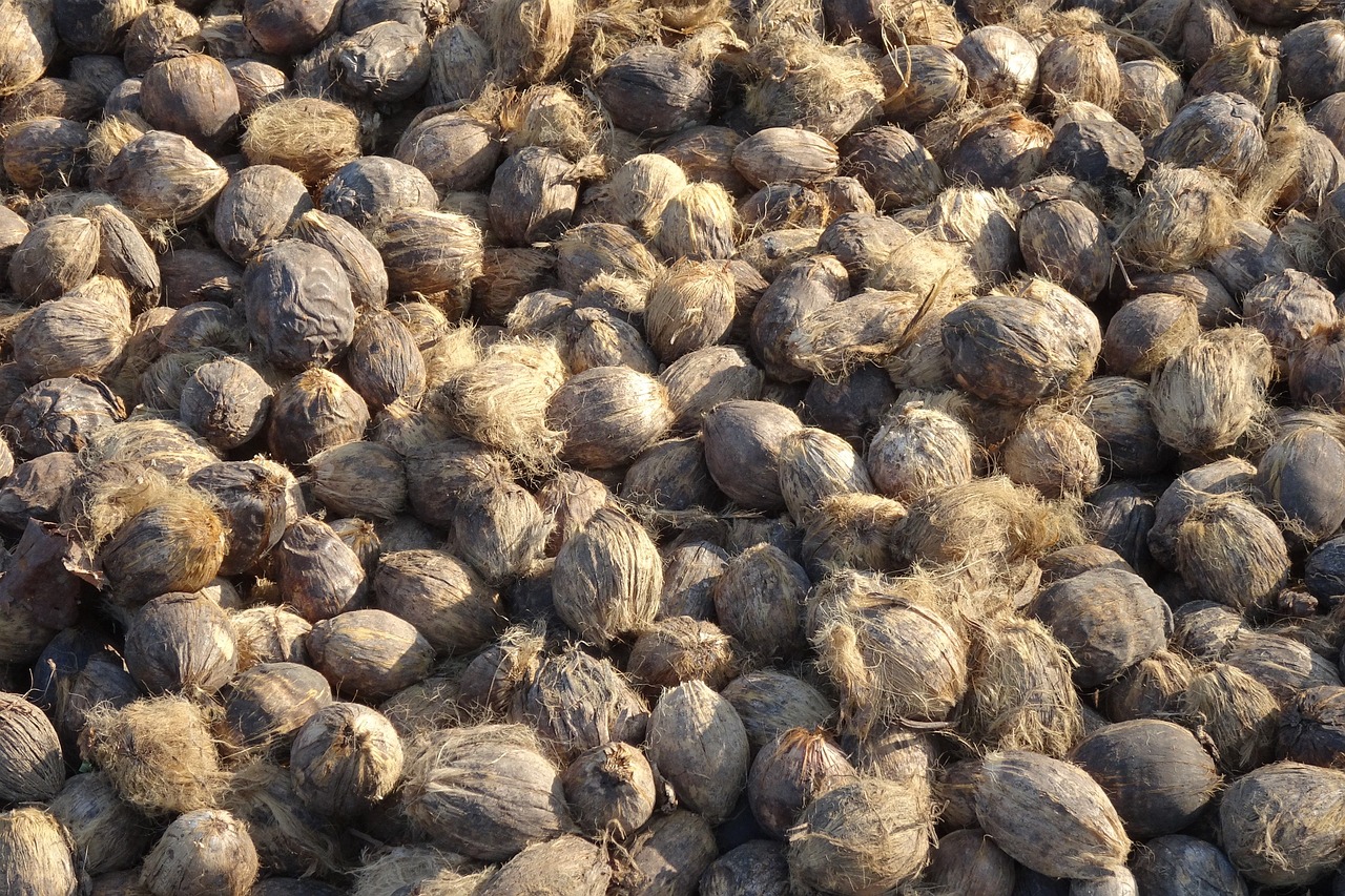 Areca nut as a mouth freshener
