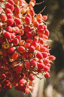 Do you know how colorful an areca palm tree's fruits are?