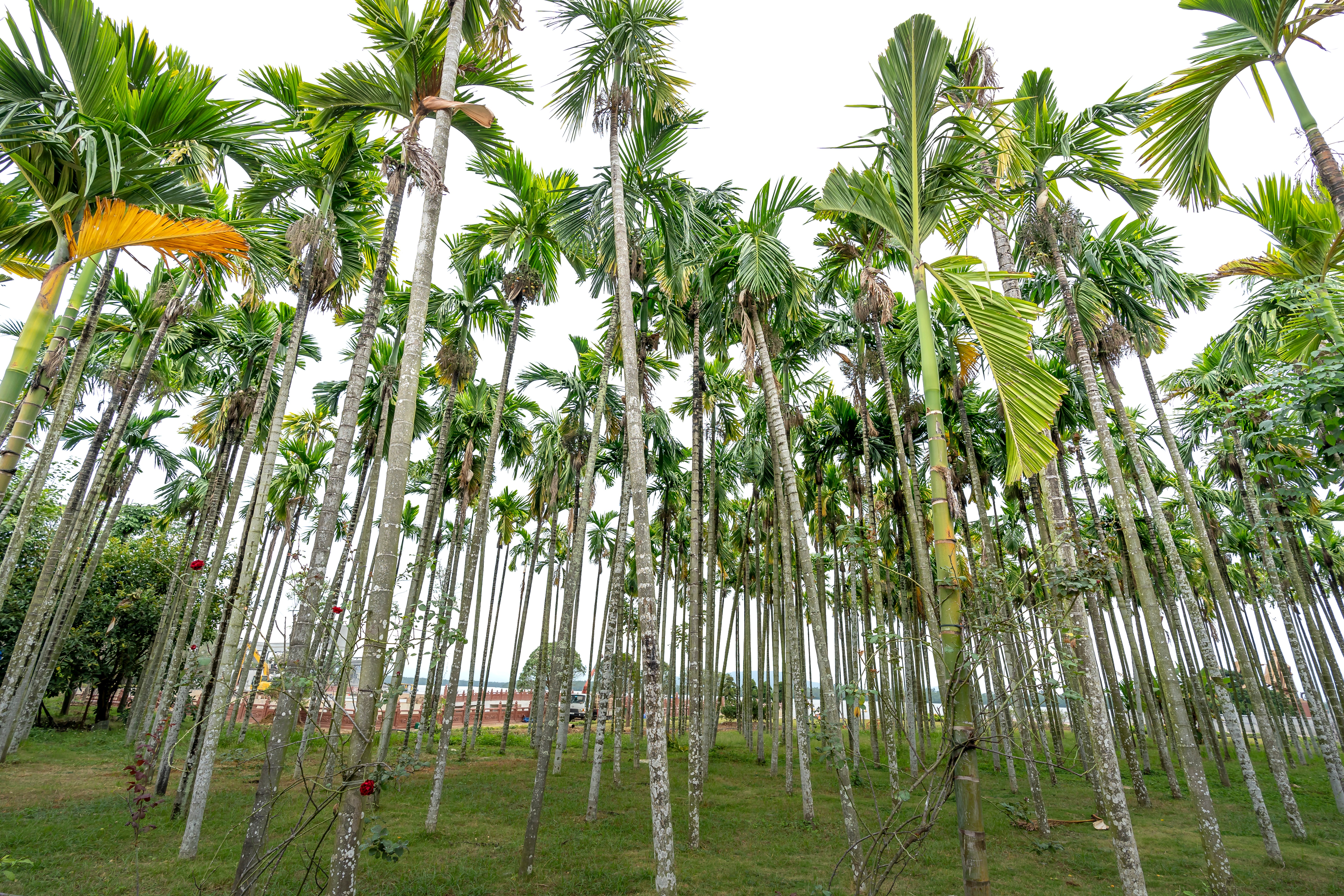 Do you know what we can use an areca palm tree for?