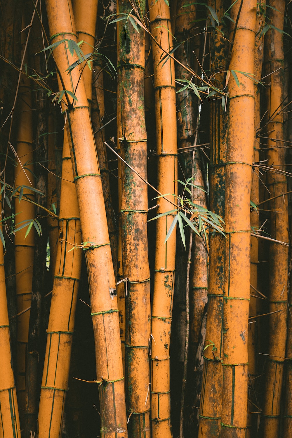 If not areca, there's always bamboo!