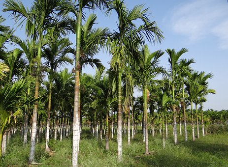 Karnataka: India's areca palm hub
